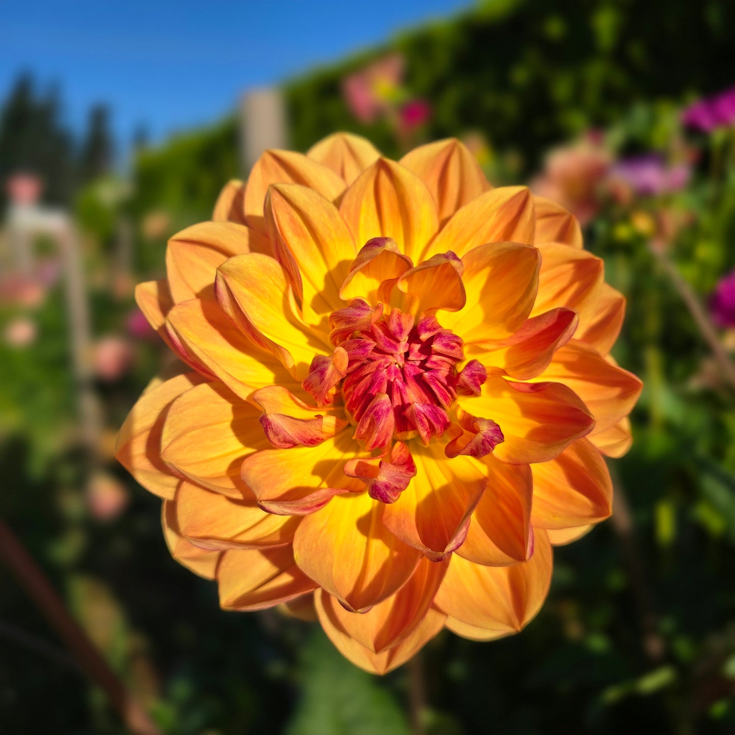 Hollyhill Golden Glow