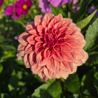 RM Raspberry Twinkle