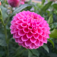 Westerton Pearl