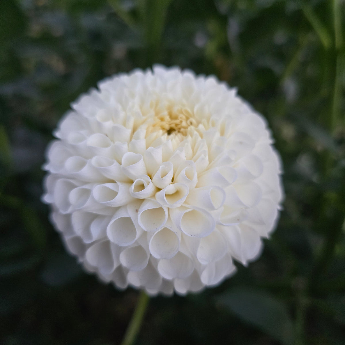 White aster