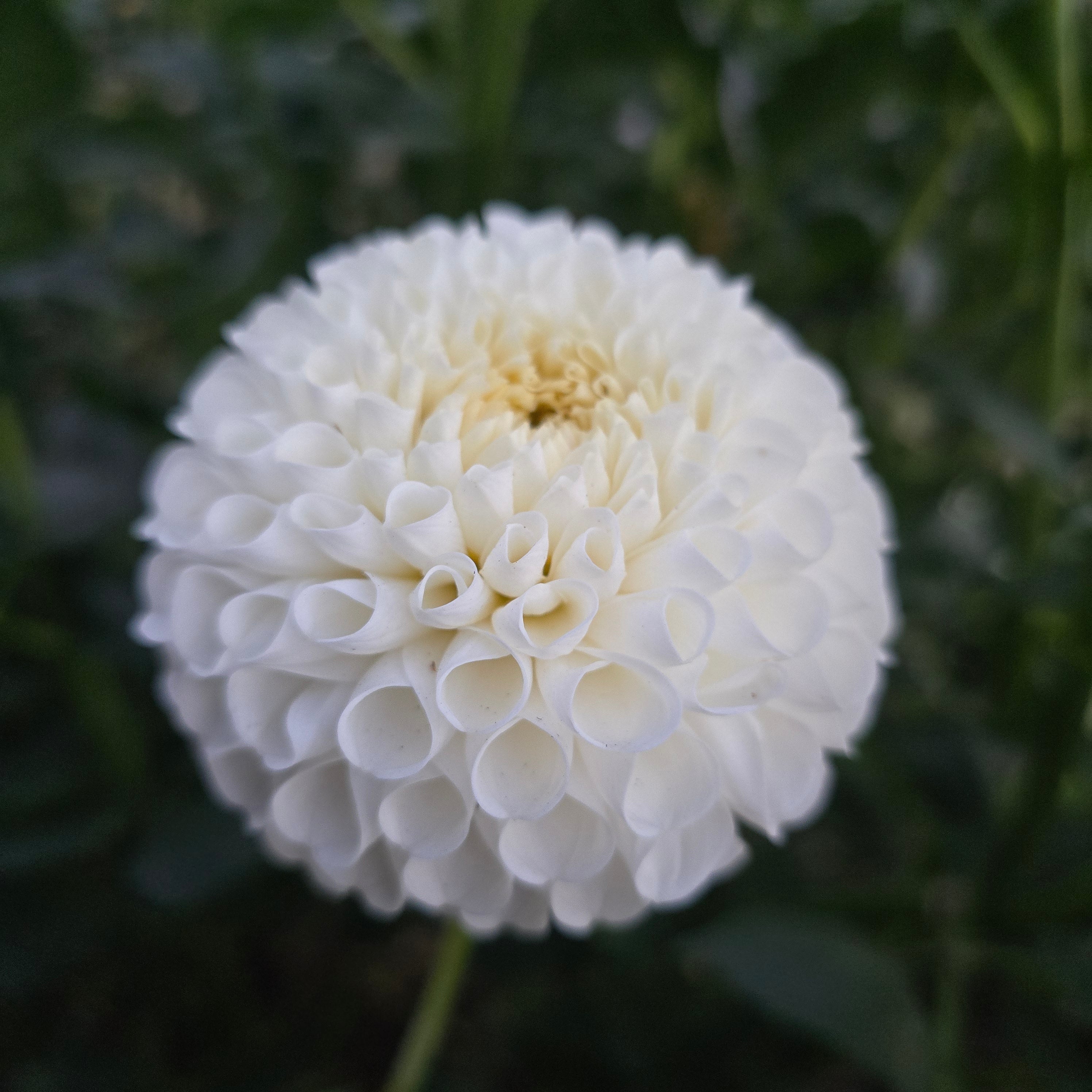 White aster