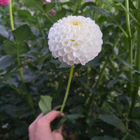 White aster