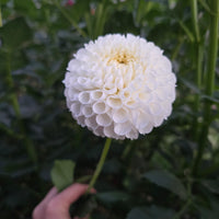White aster