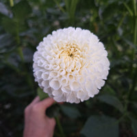 White aster