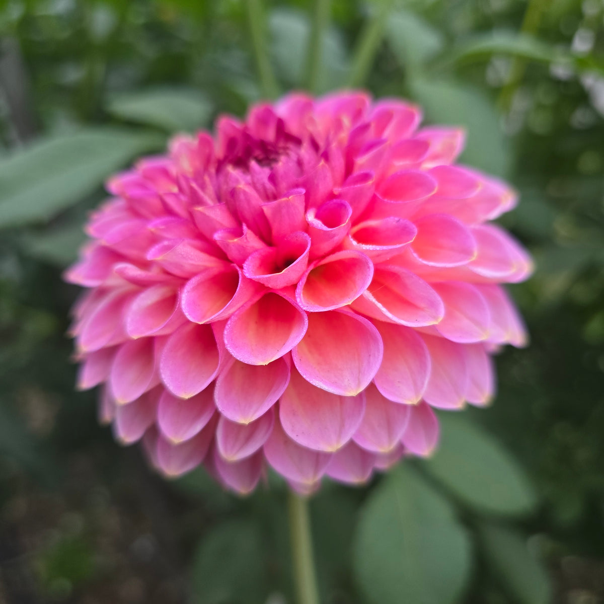 Westerton Pearl