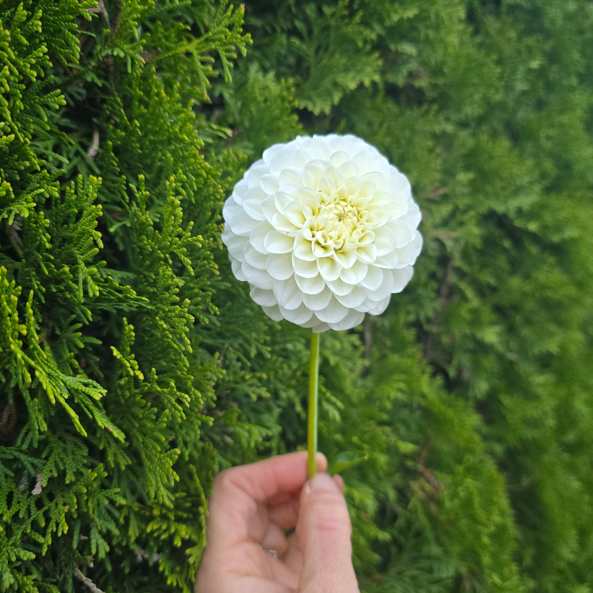 White aster