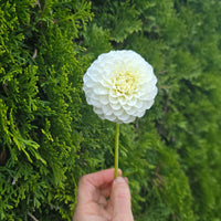 White aster