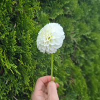 White aster