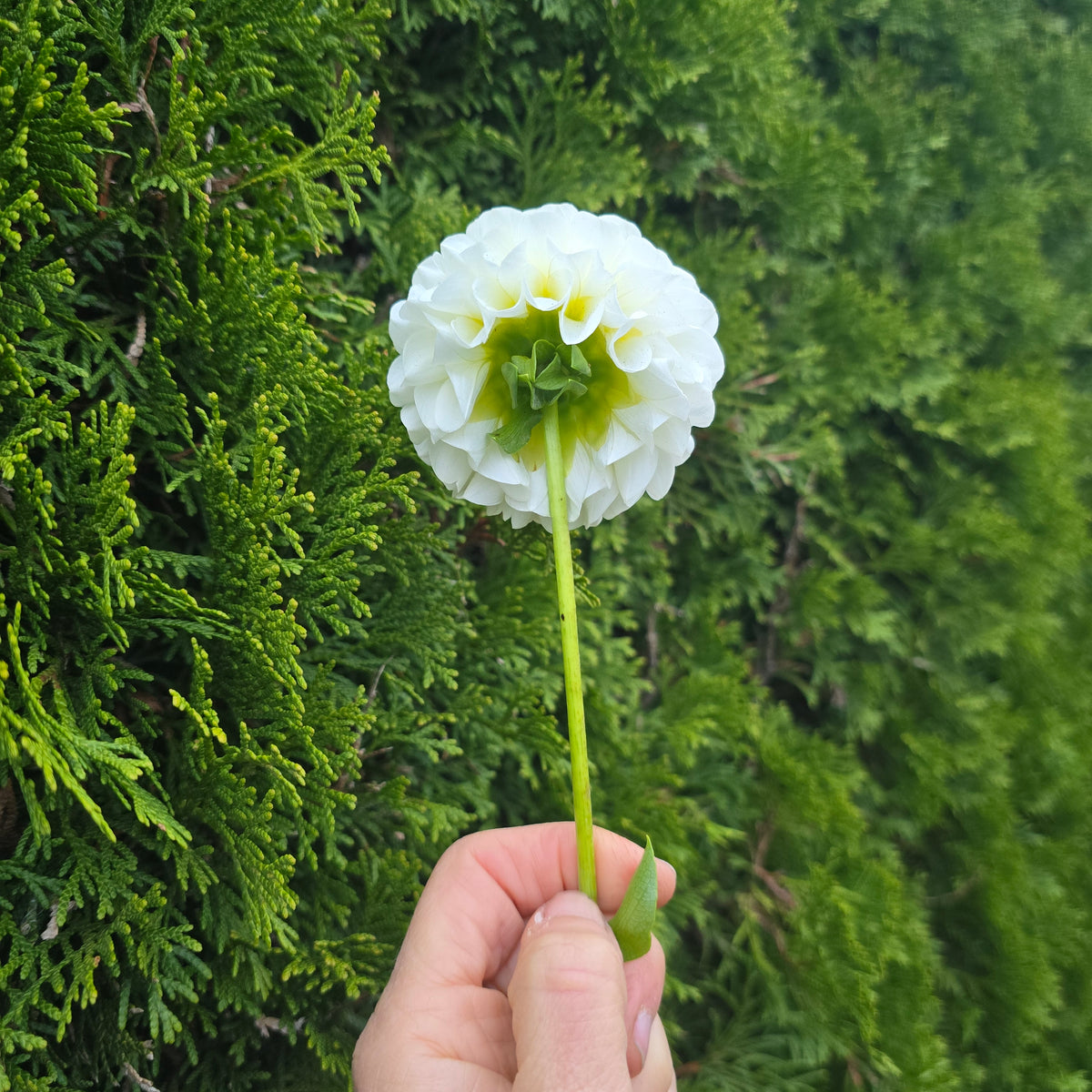 White aster