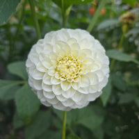 White aster