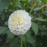 White aster