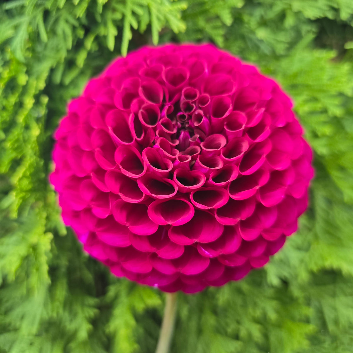 Irish Blackberry