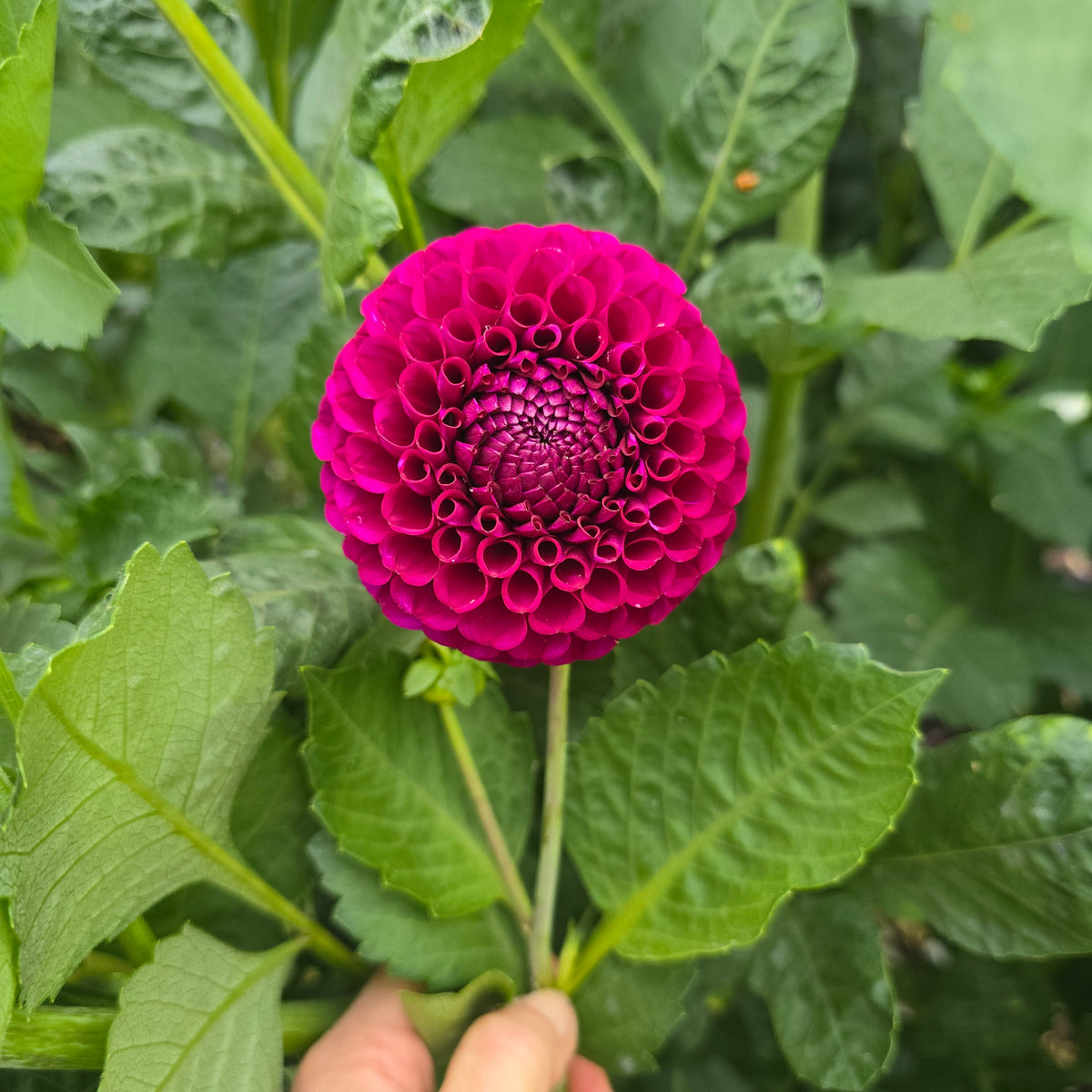 Irish Blackberry