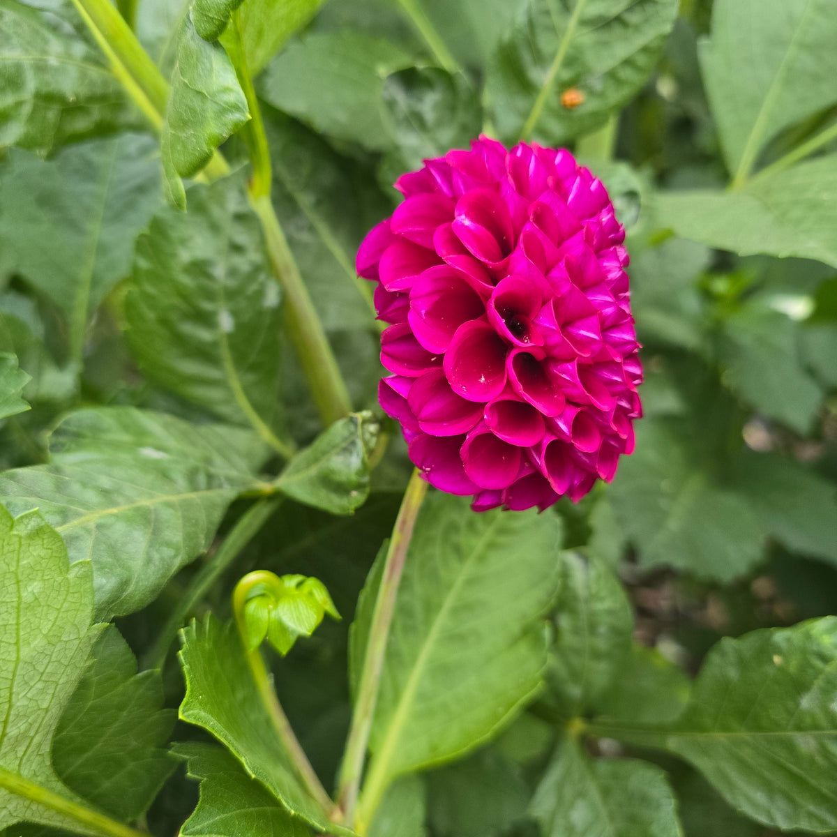 Irish Blackberry