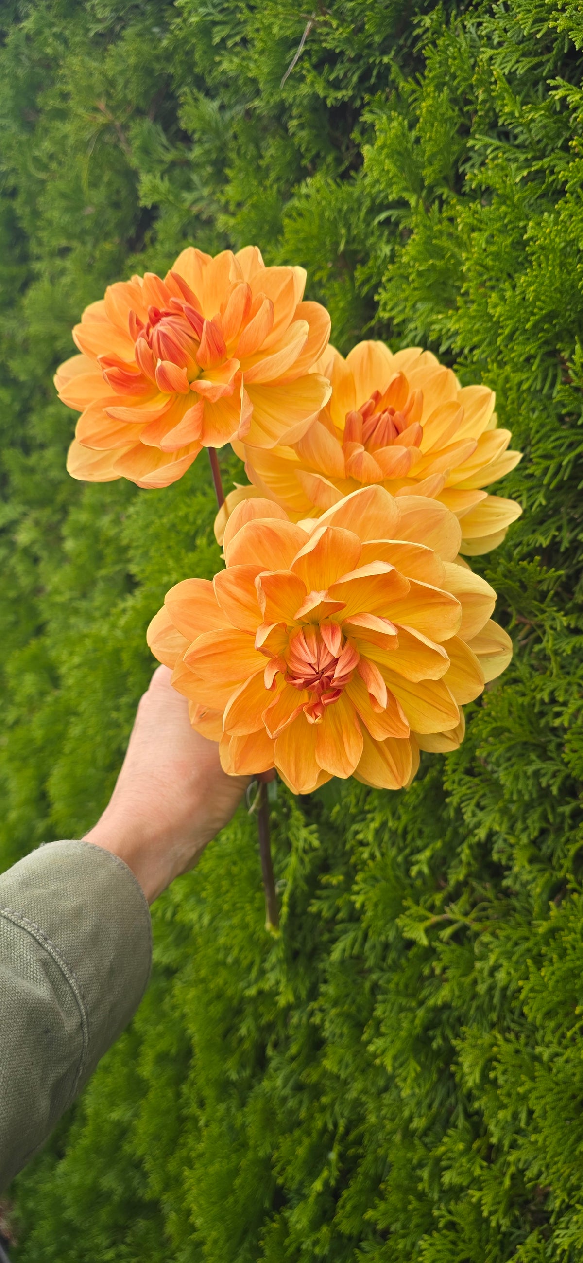 Hollyhill Honeygold