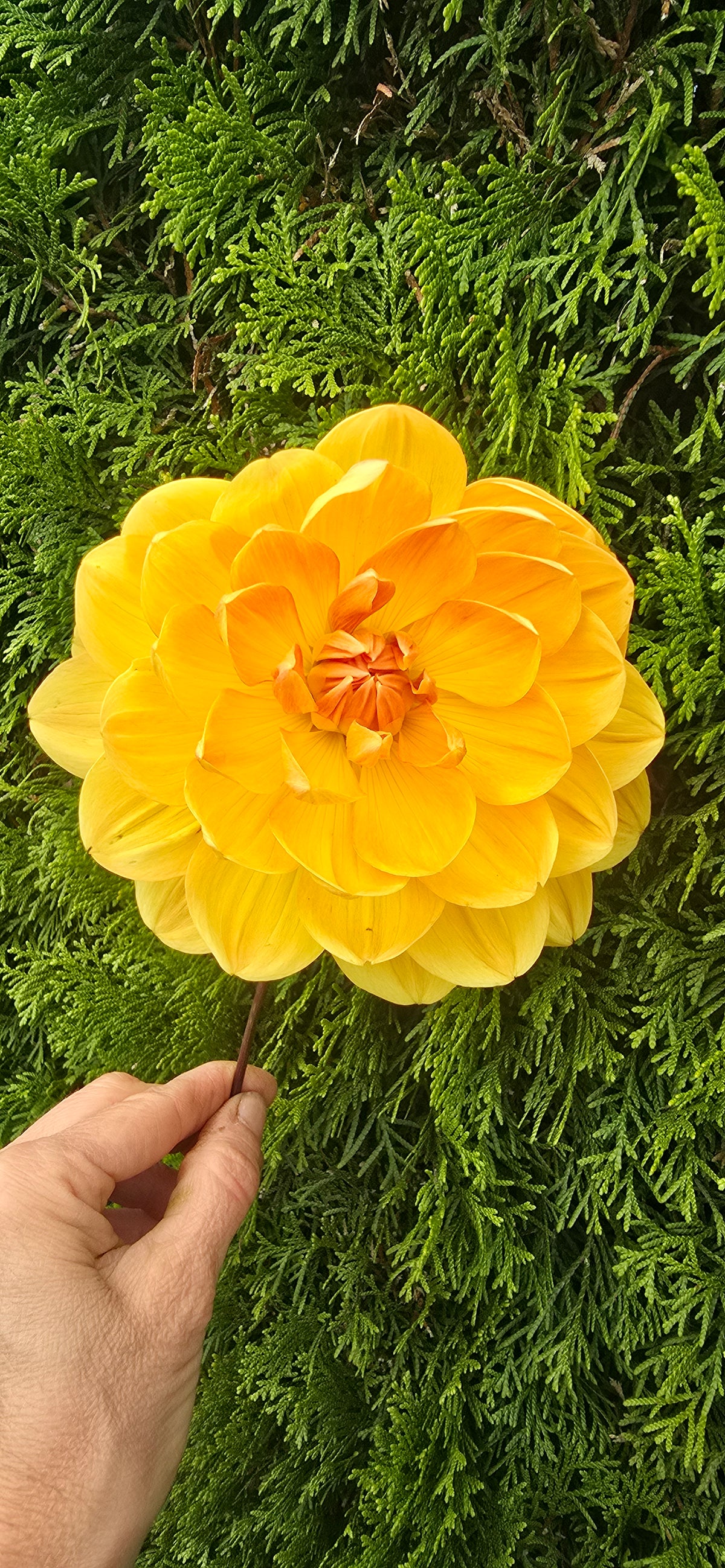 Hollyhill Honeygold