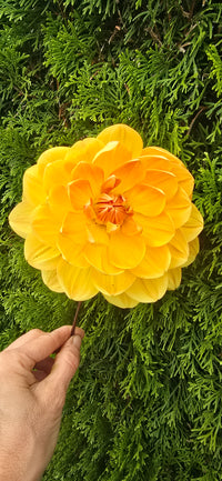 Hollyhill Honeygold