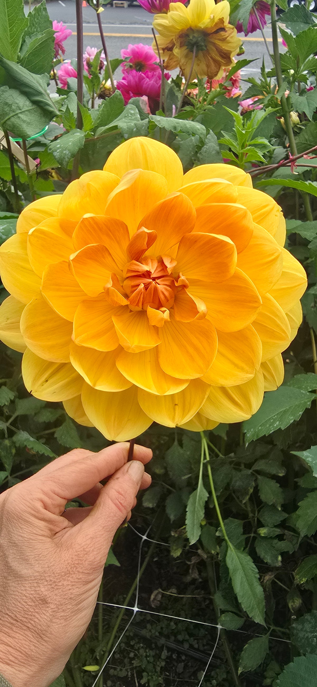 Hollyhill Honeygold