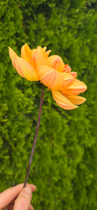 Hollyhill Honeygold