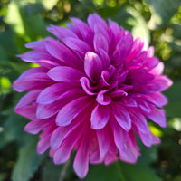 bq pinwheel