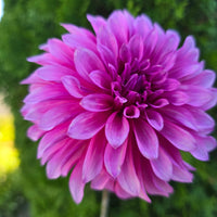 bq pinwheel