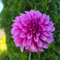 bq pinwheel