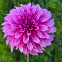 bq pinwheel