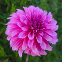 bq pinwheel