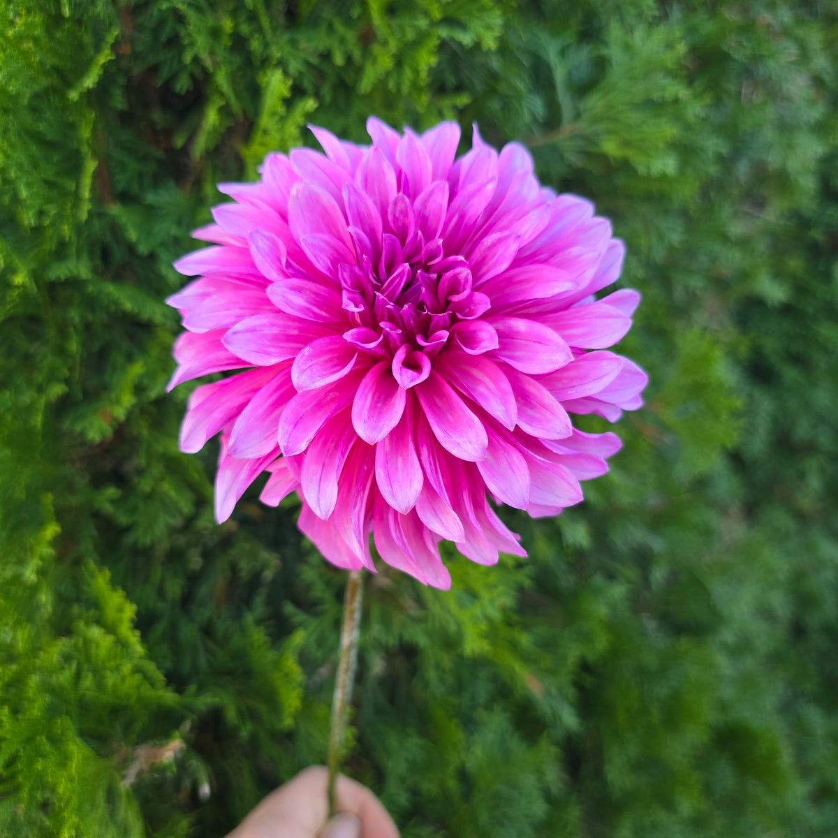 bq pinwheel