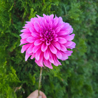 bq pinwheel