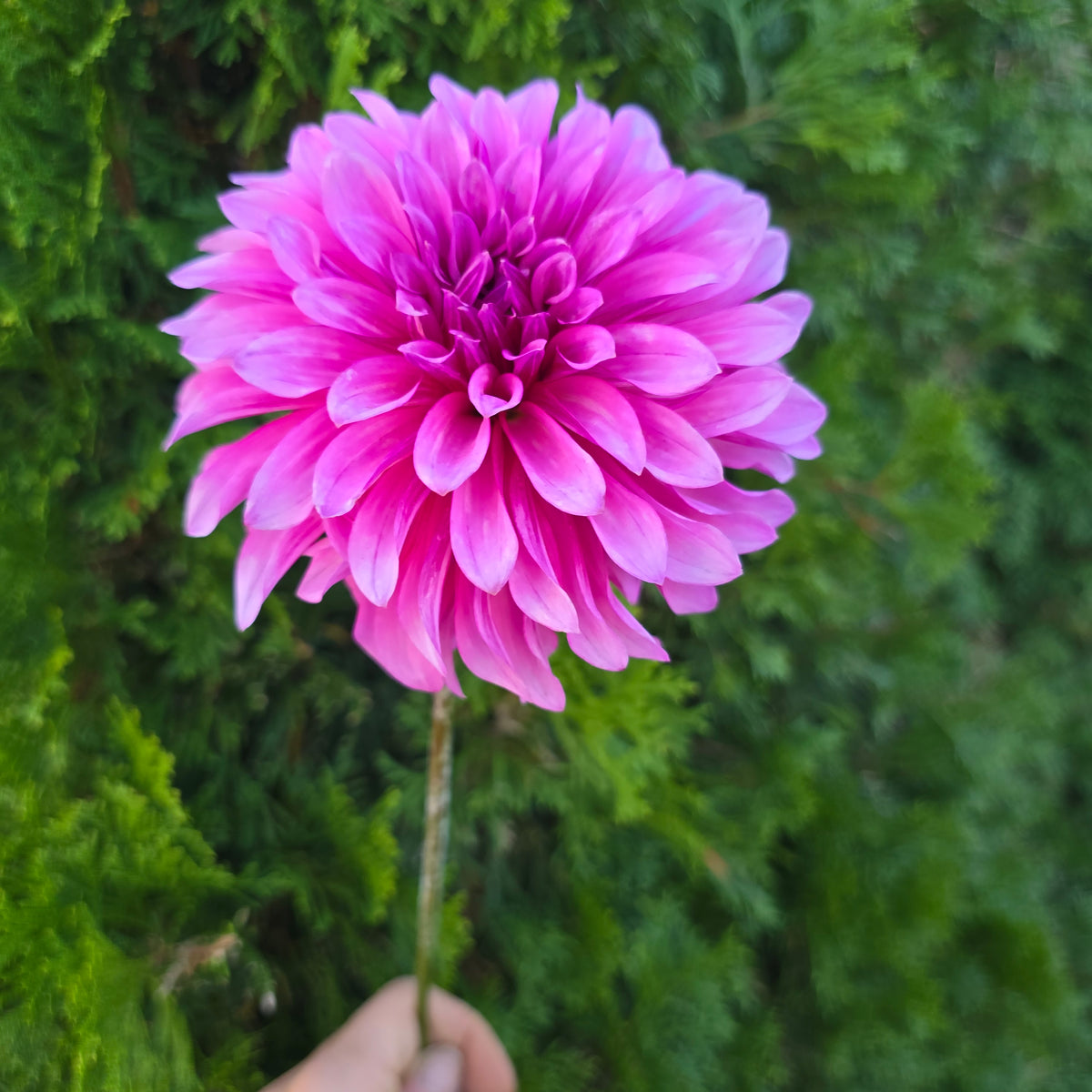 bq pinwheel