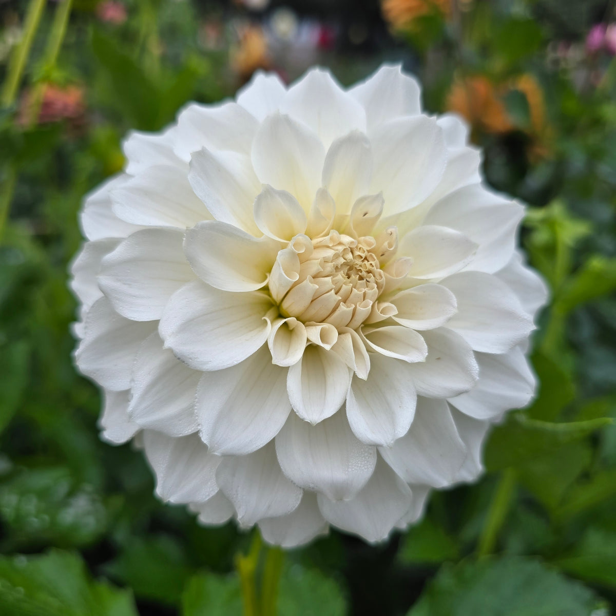 IRISH RUFFLES