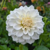 IRISH RUFFLES