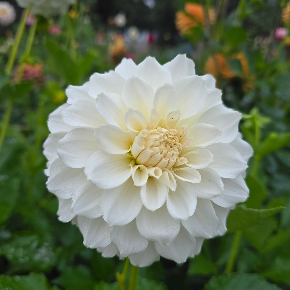 IRISH RUFFLES