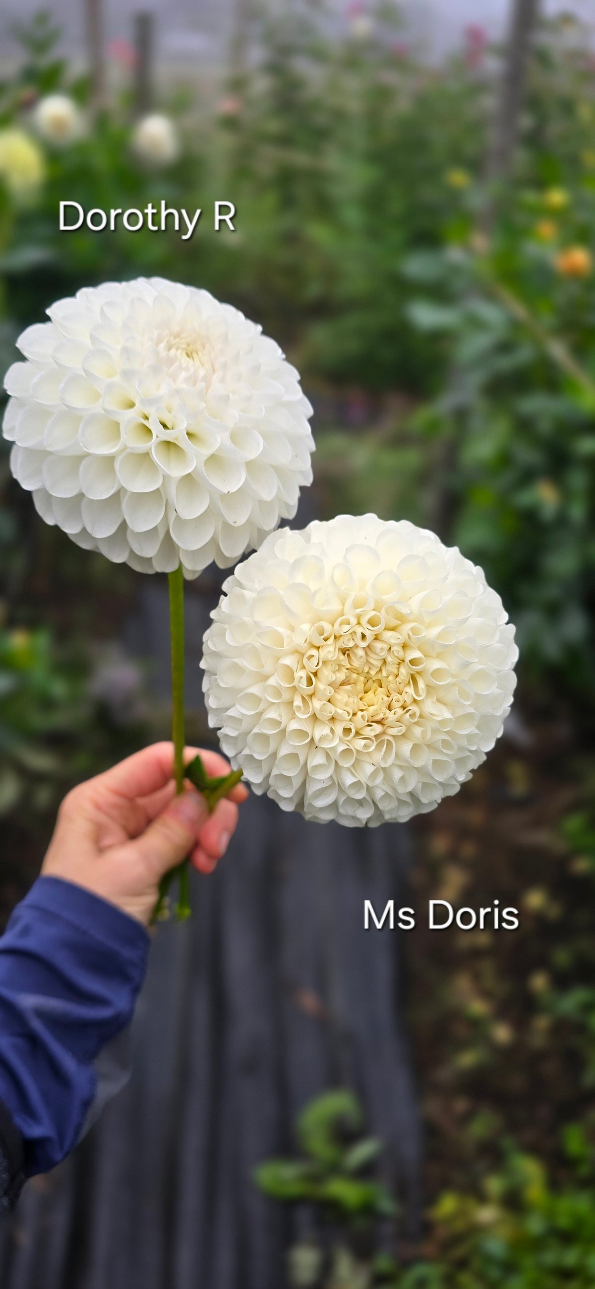 MS DORIS