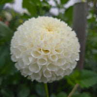 MS DORIS