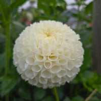 MS DORIS