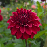 RIVER'S RUBY