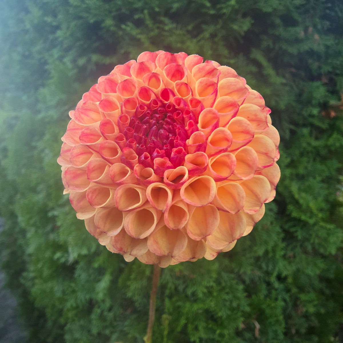 Rosemary Dawn