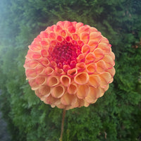 Rosemary Dawn
