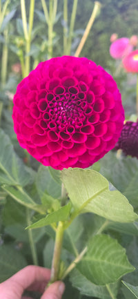 Irish Blackberry