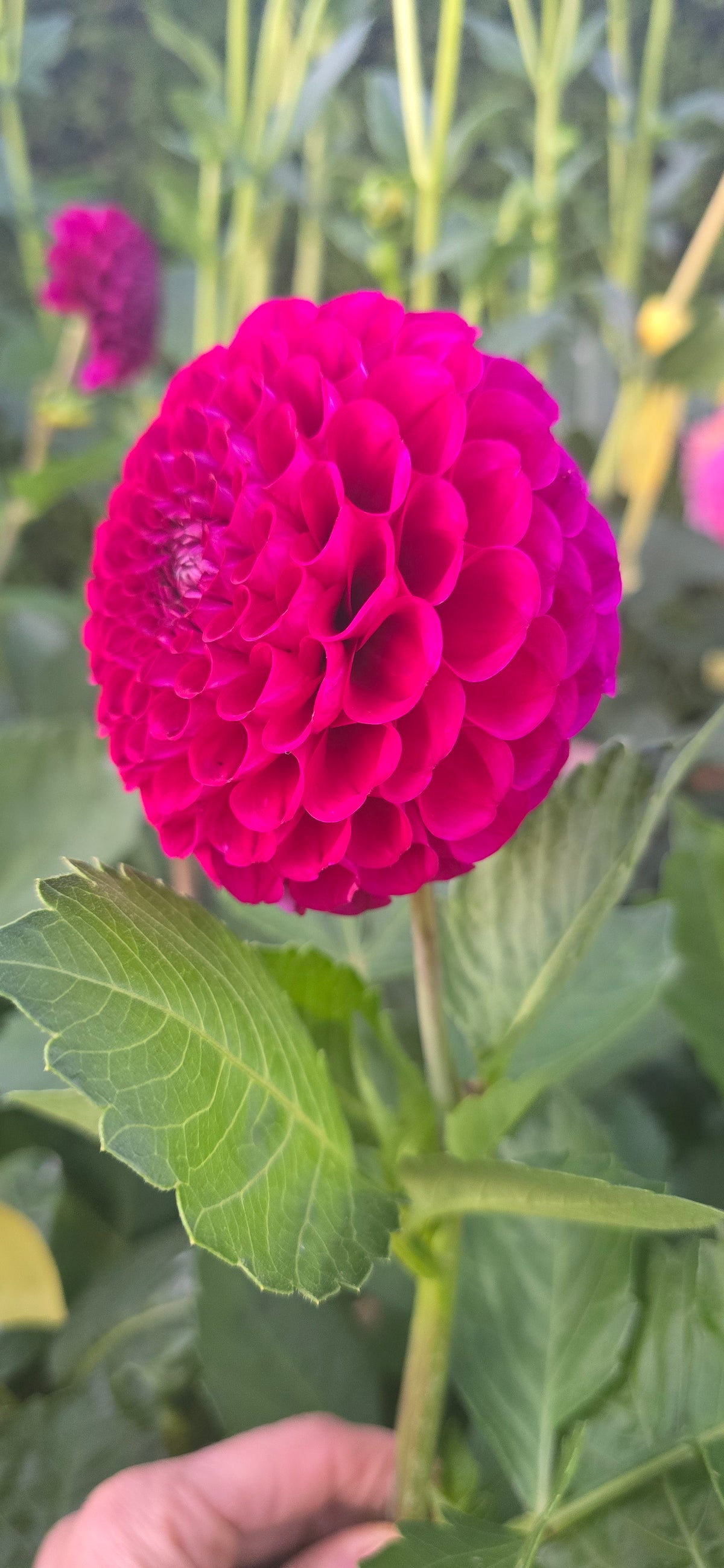 Irish Blackberry