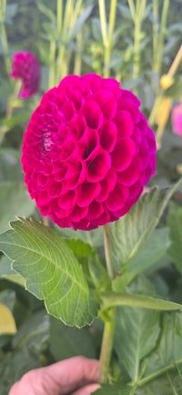 Irish Blackberry