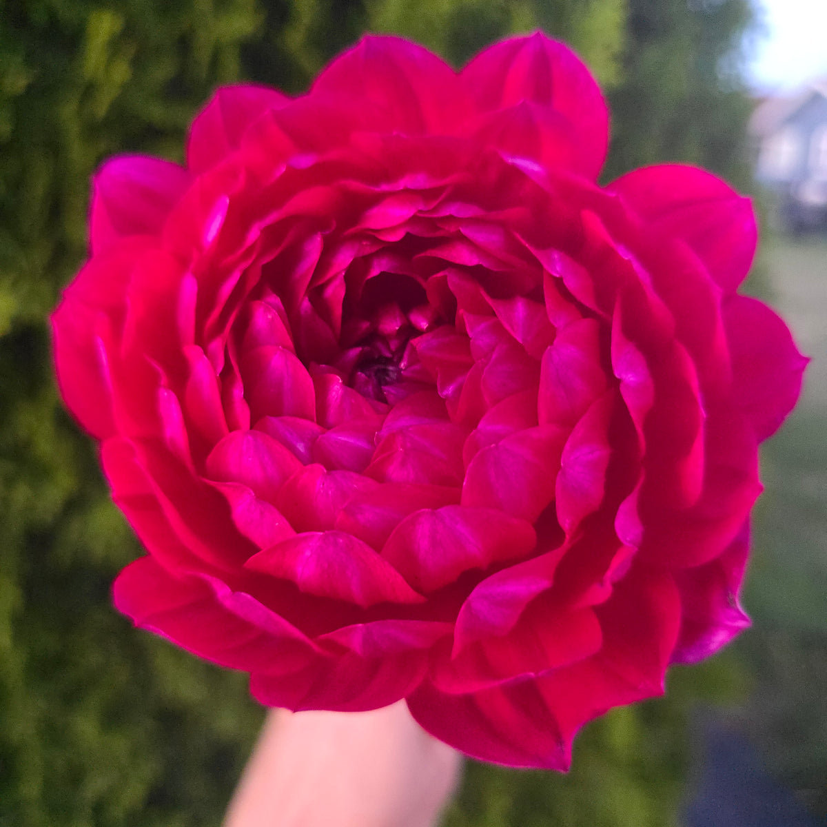 SANDIA CLAIRE (Limit 1)