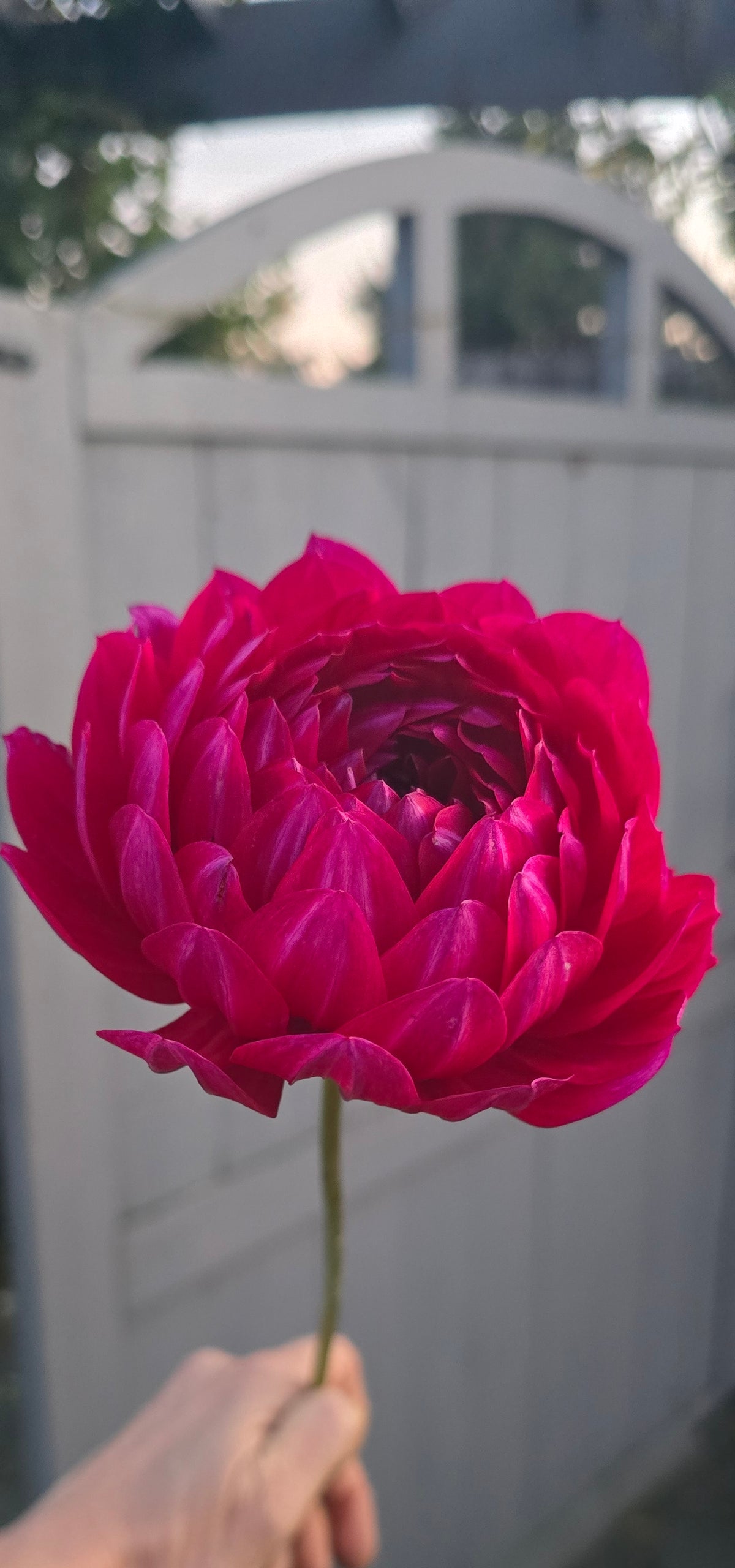 SANDIA CLAIRE (Limit 1)