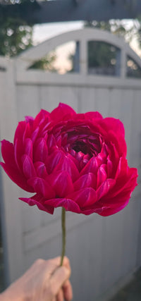 SANDIA CLAIRE (Limit 1)
