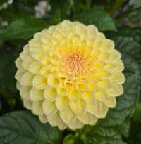 Winholme Diane