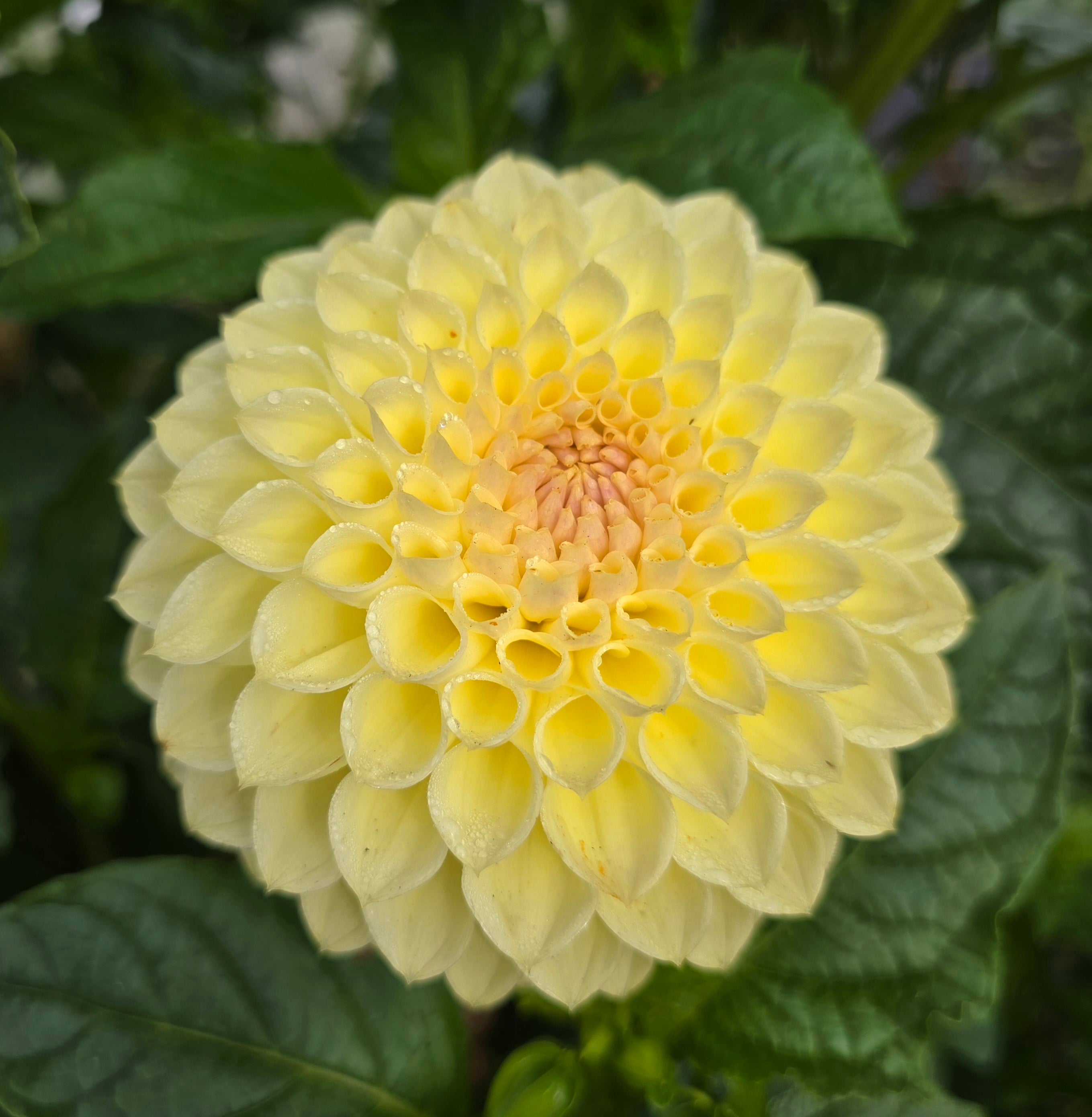 Winholme Diane