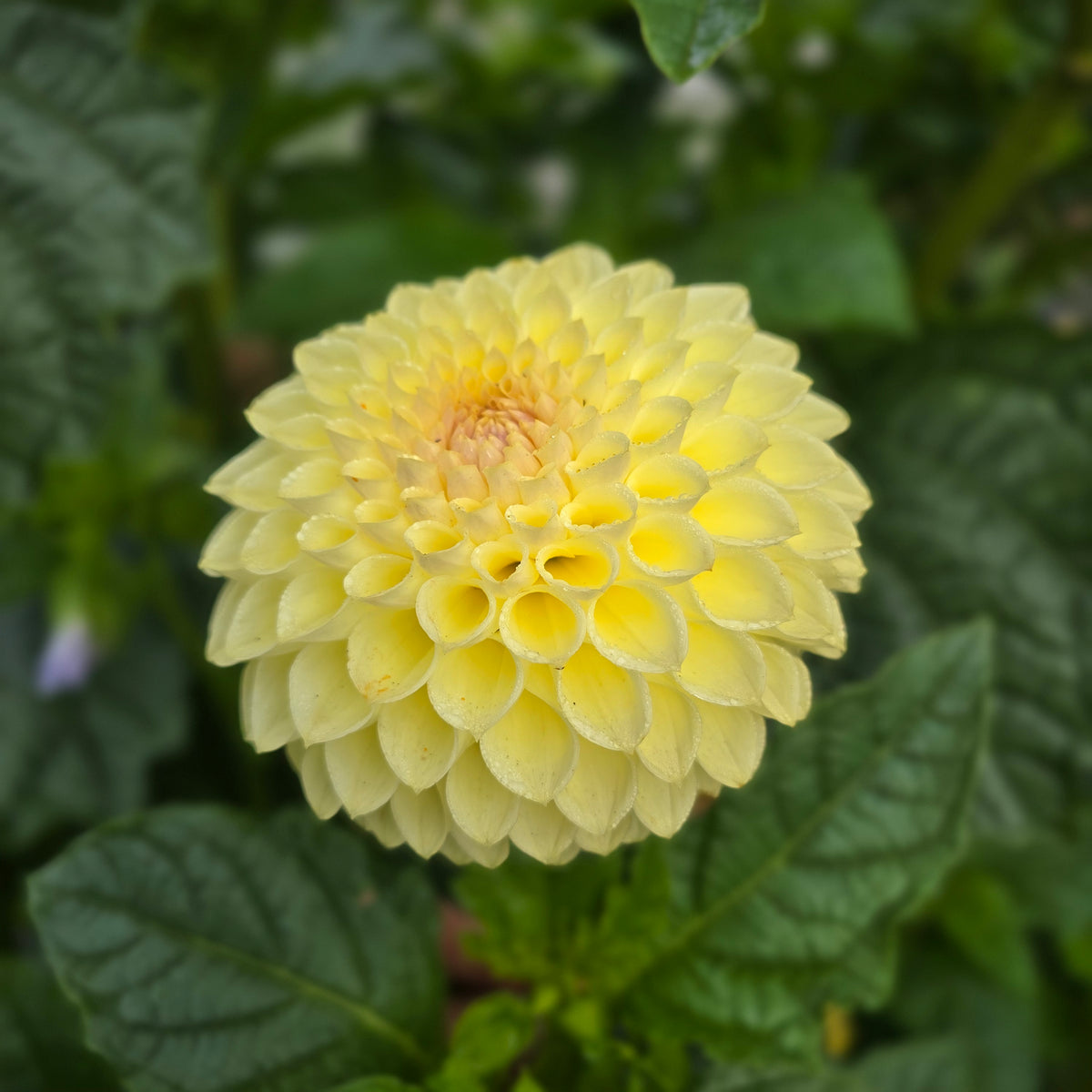 Winholme Diane
