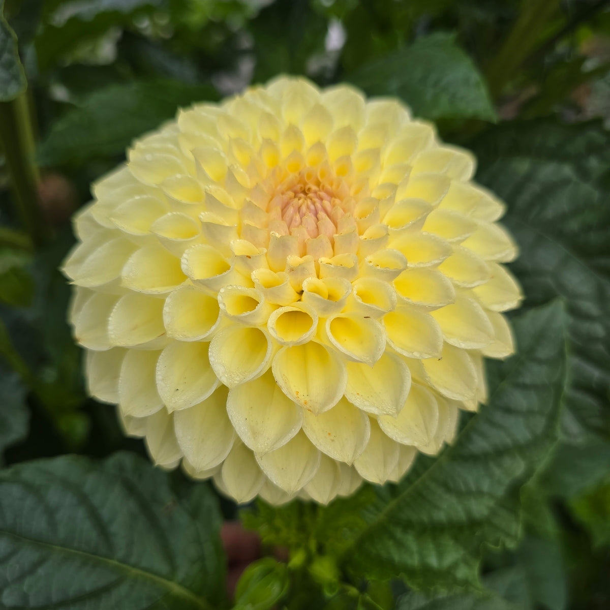 Winholme Diane